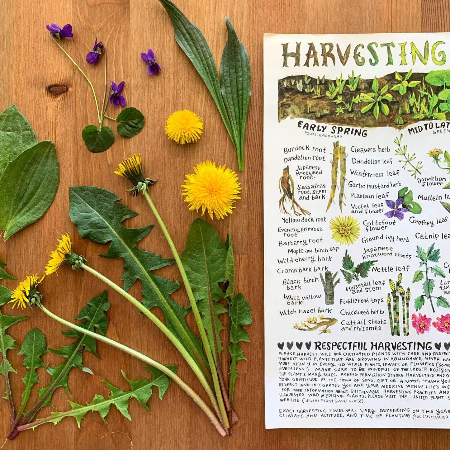 Herbal Posters