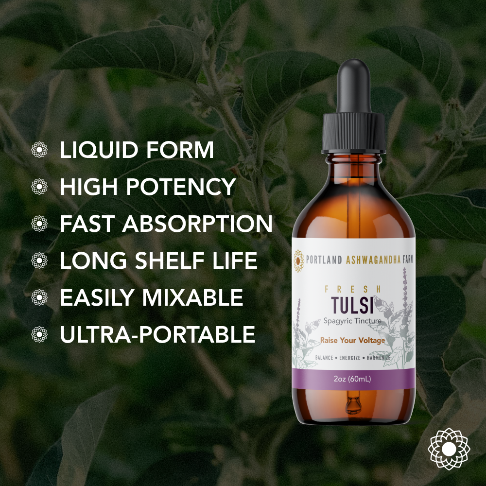 Tulsi - Fresh Spagyric Tincture: 2oz