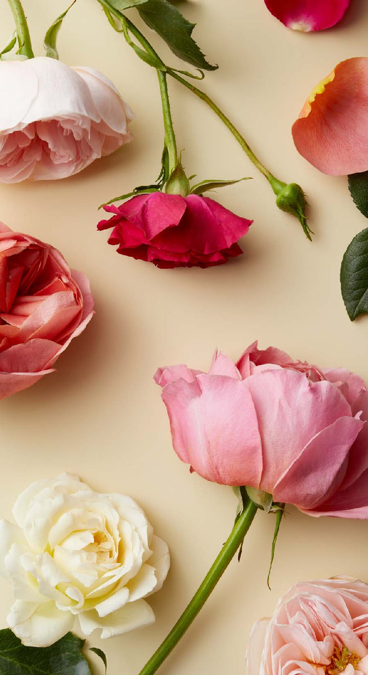 The Botanicals Deck: 70 Plants and Flowers to Enhance Your Life--Plus Herbal Recipes and Rituals