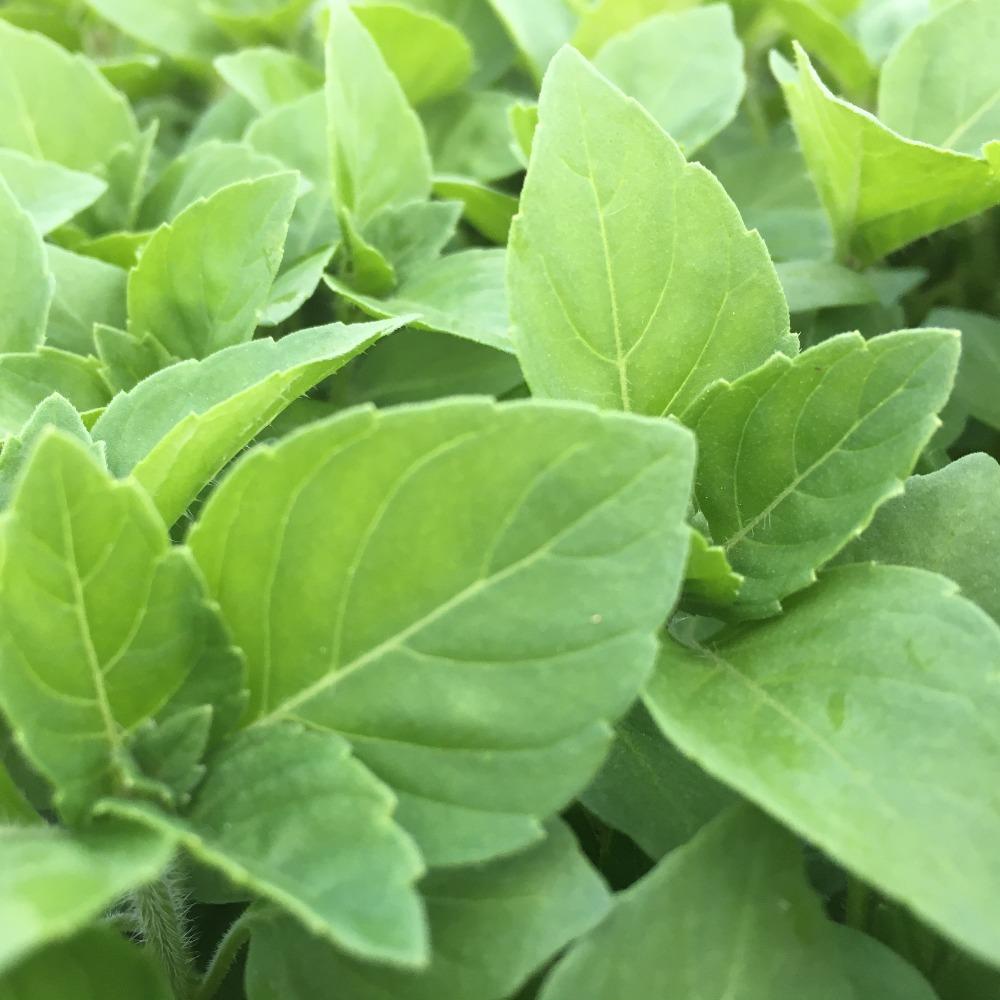 Holy Basil Leaf- Kapoor