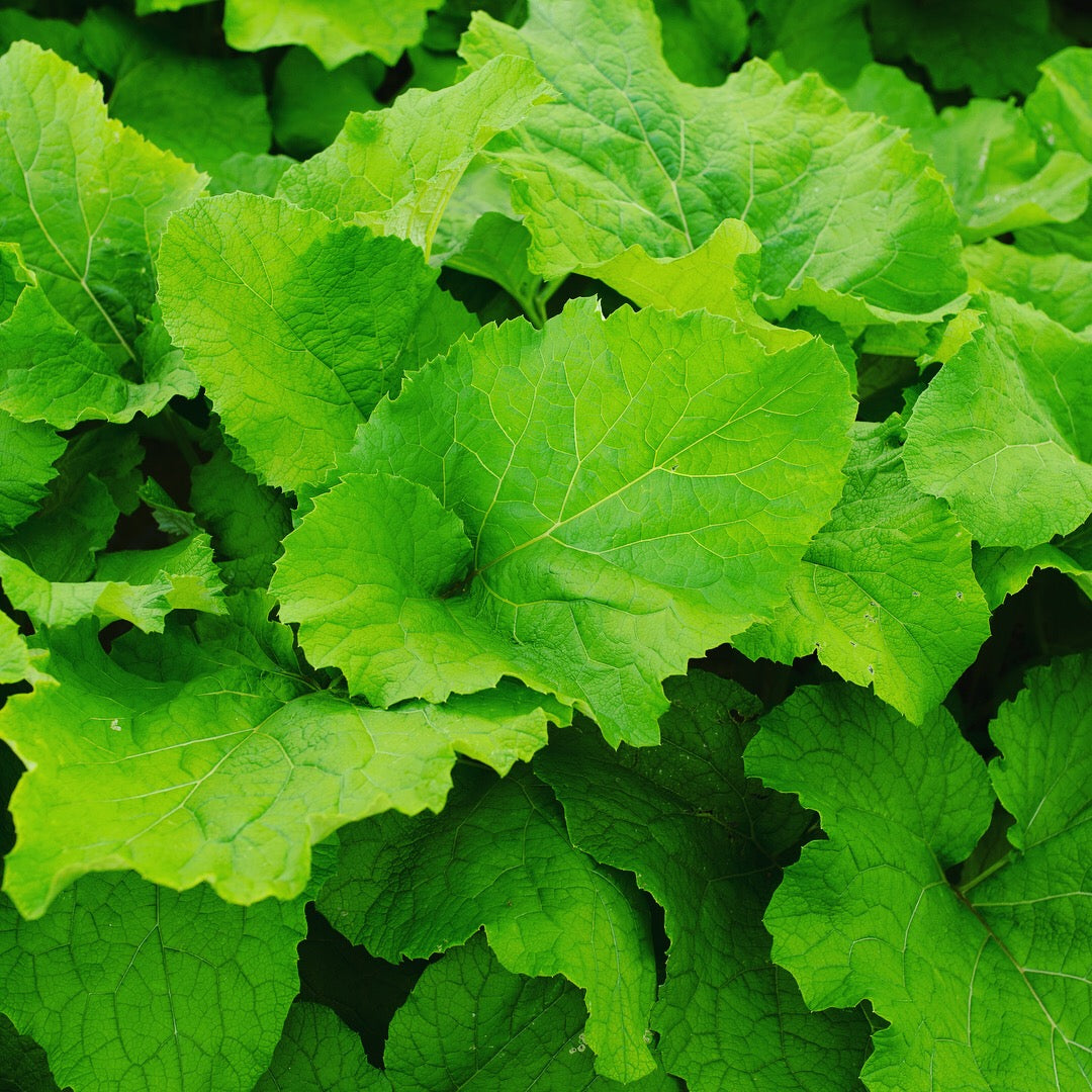 Burdock Root