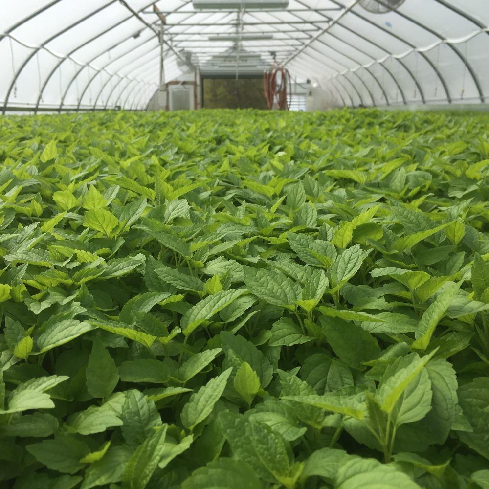 Skullcap Leaf & Flower
