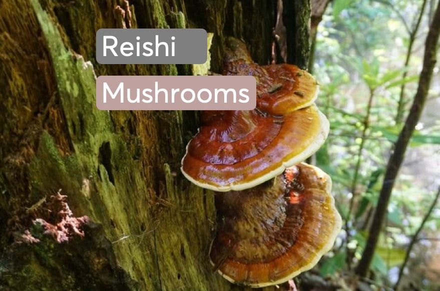 Sleepy Reishi Mushroom Drink Mix
