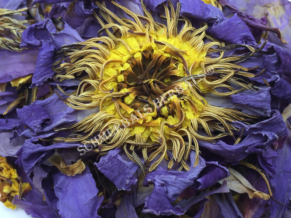 Blue lotus flowers