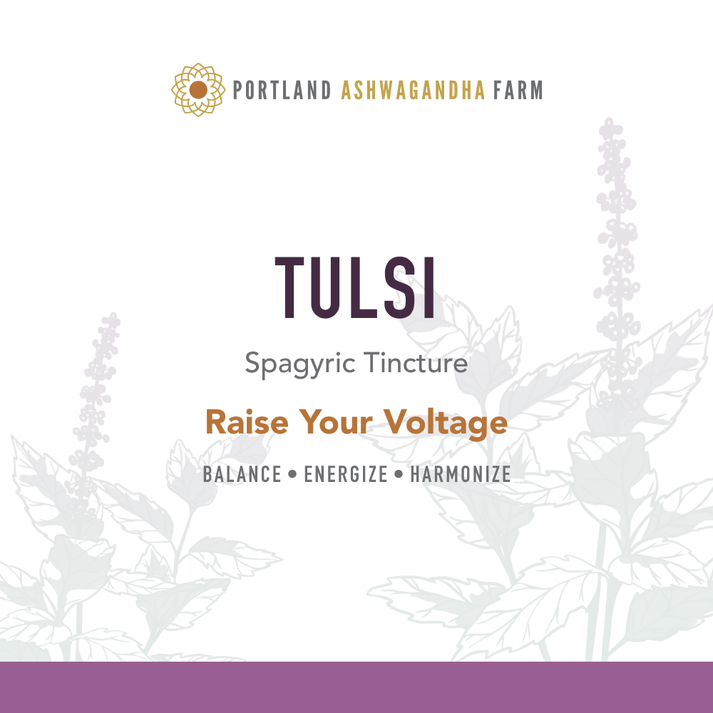 Tulsi - Fresh Spagyric Tincture: 2oz