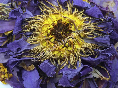Blue Lotus Flower