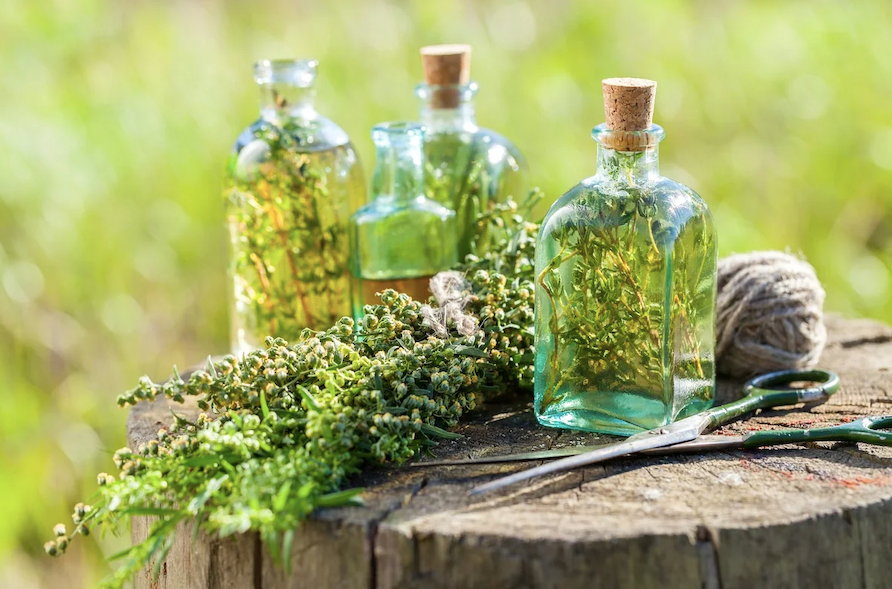 Herbal Medicine Making Fall Series: Infused Oils w/Dr. Ashley