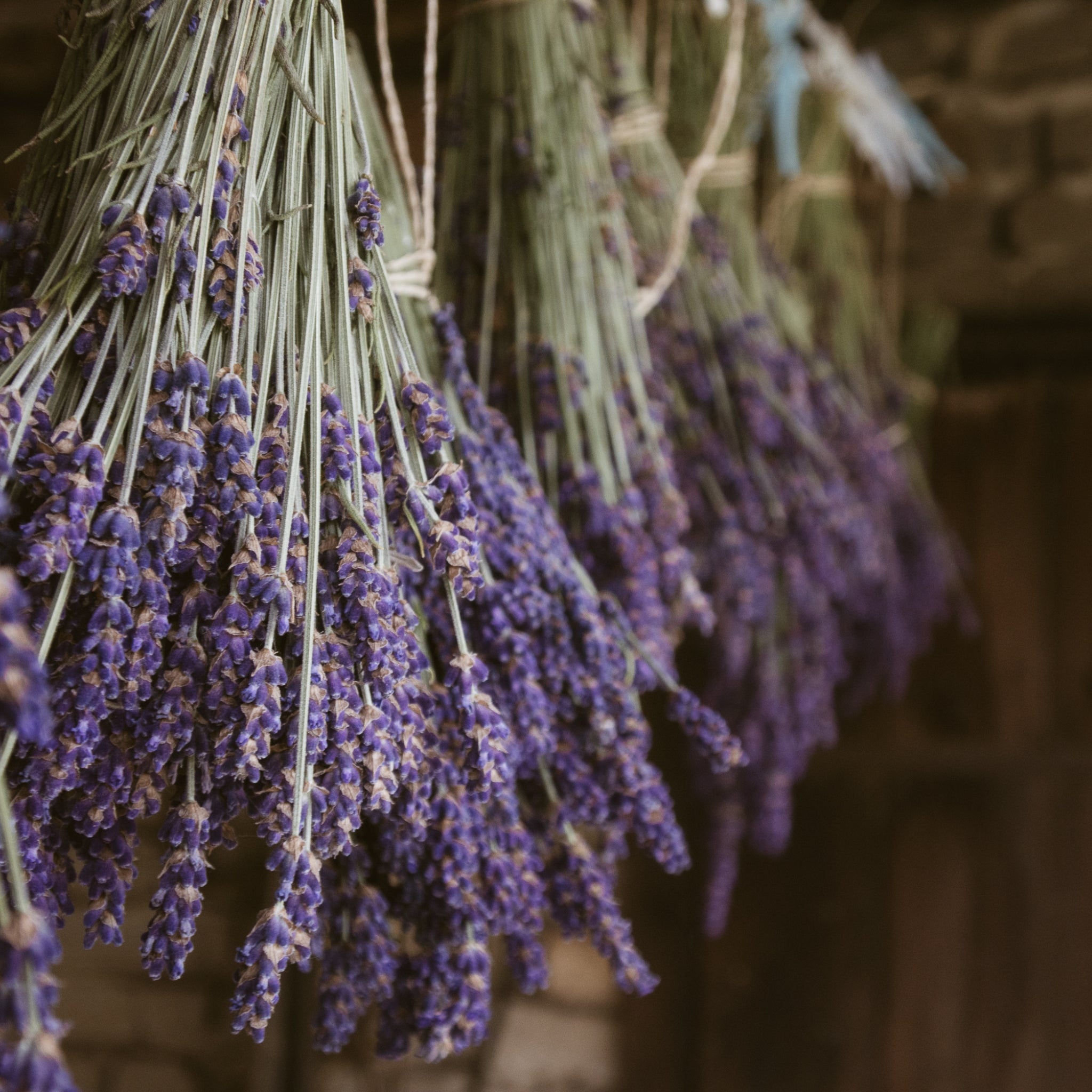 lavender dried flower Lavender Flowers – The Peoples Apothecary