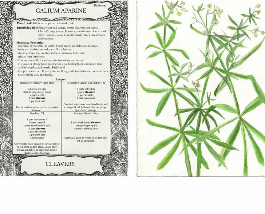 Tularosa Herbal Greeting Cards