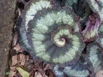 Spirals of Life: Somatics & Plant Medicine