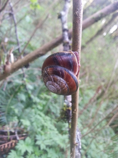 Spirals of Life: Somatics & Plant Medicine