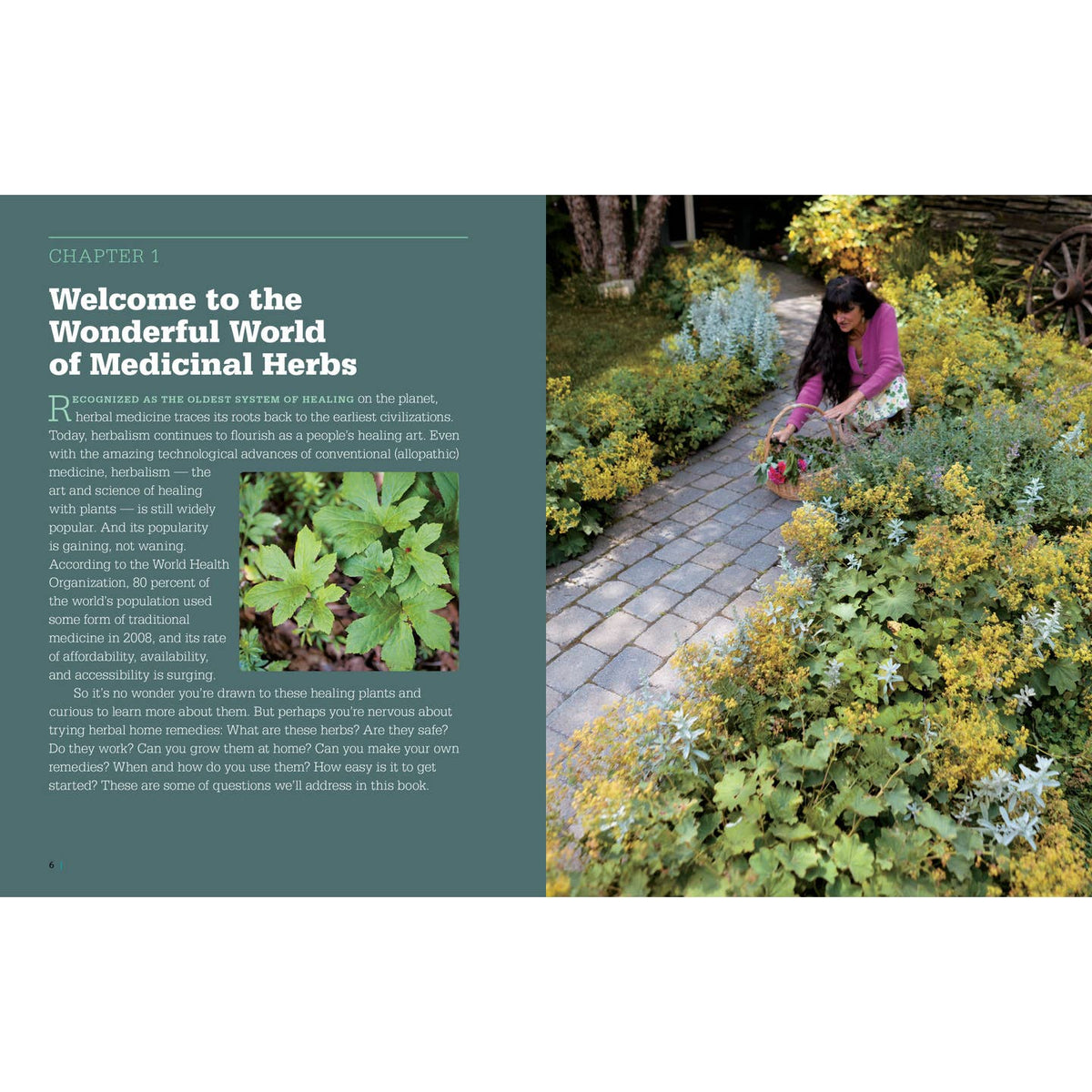 Rosemary Gladstar's Medicinal Herbs- A Beginner's Guide