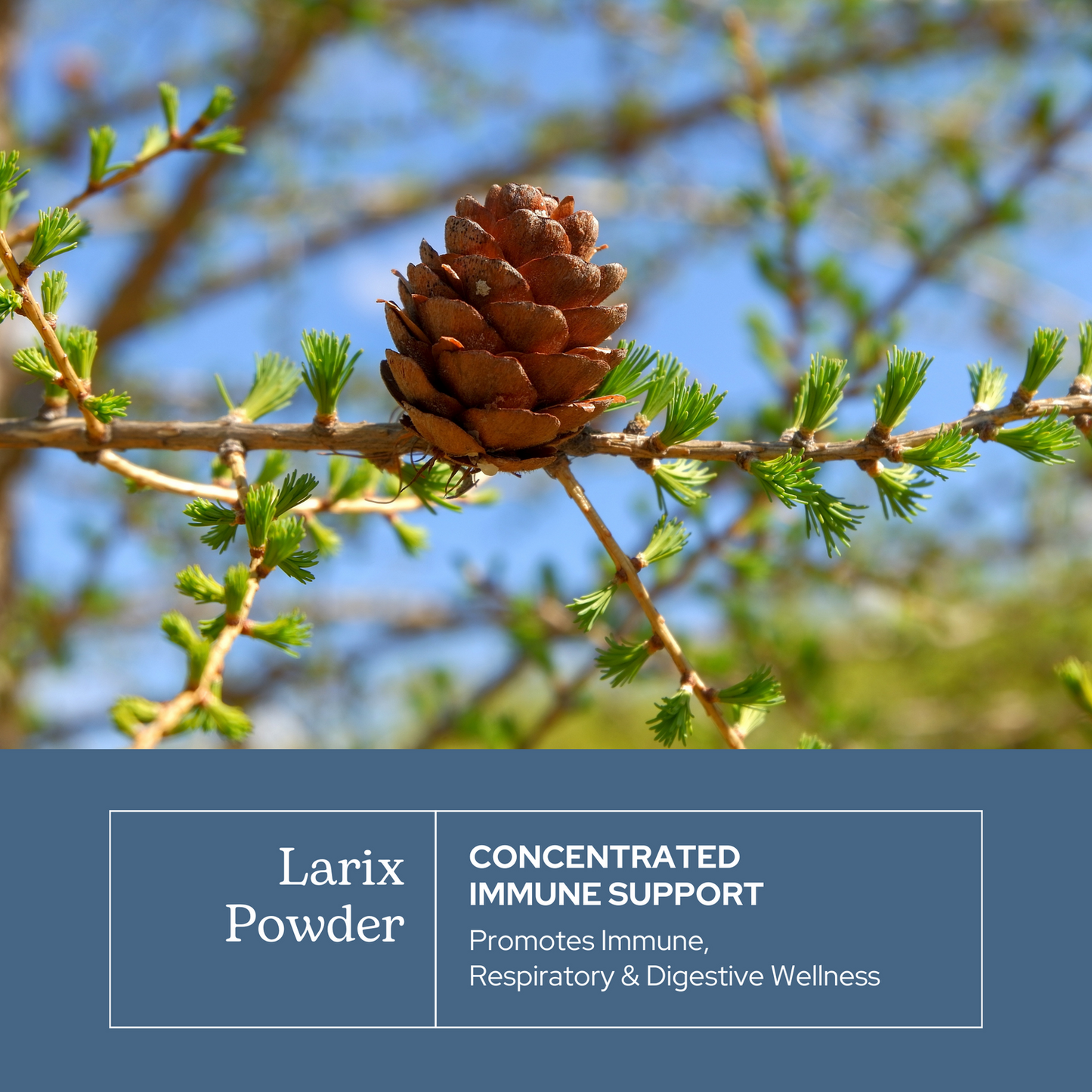 Larix powder 3oz