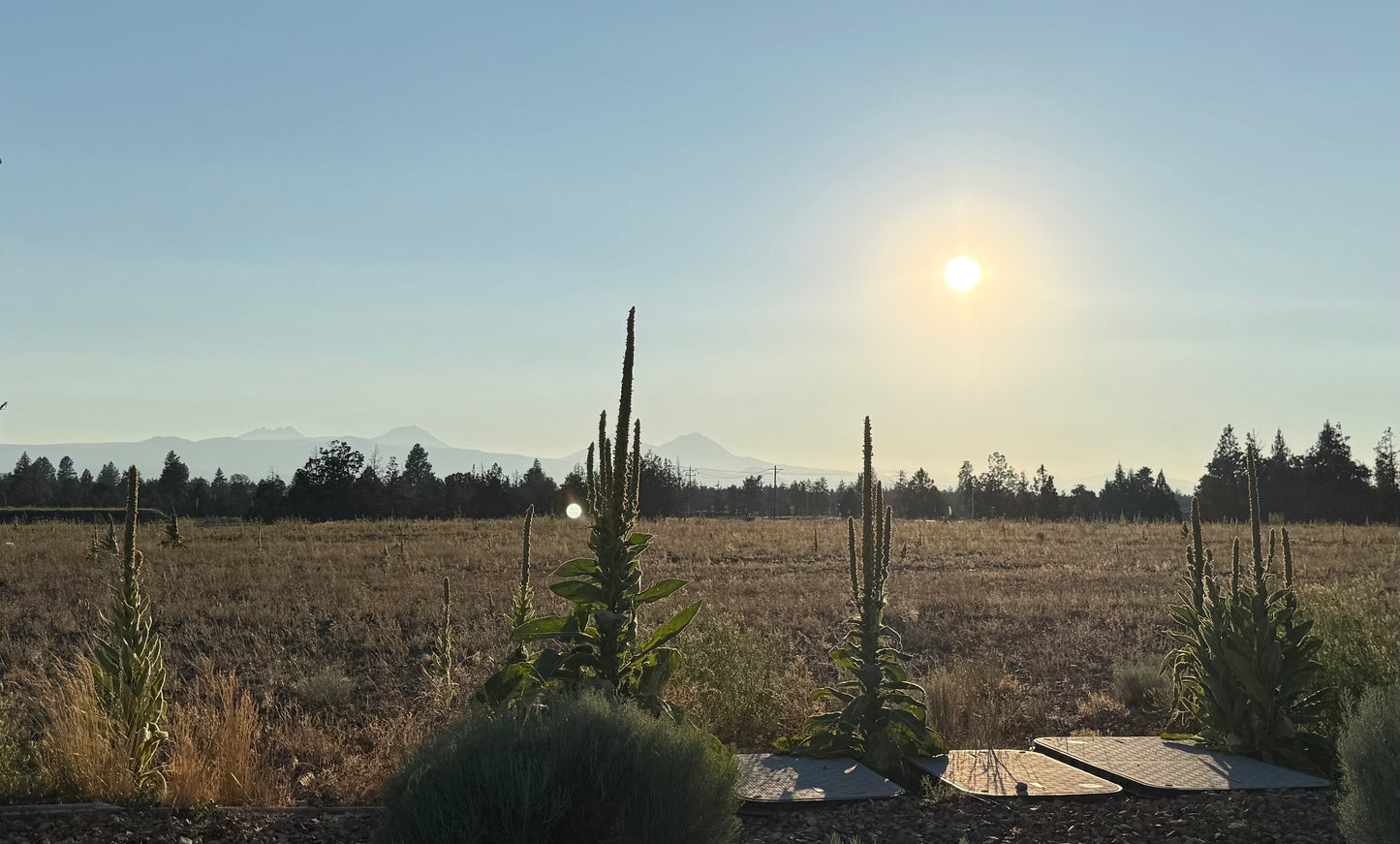 Mullein, Mullein Everywhere! Not Just a Pesky Weed