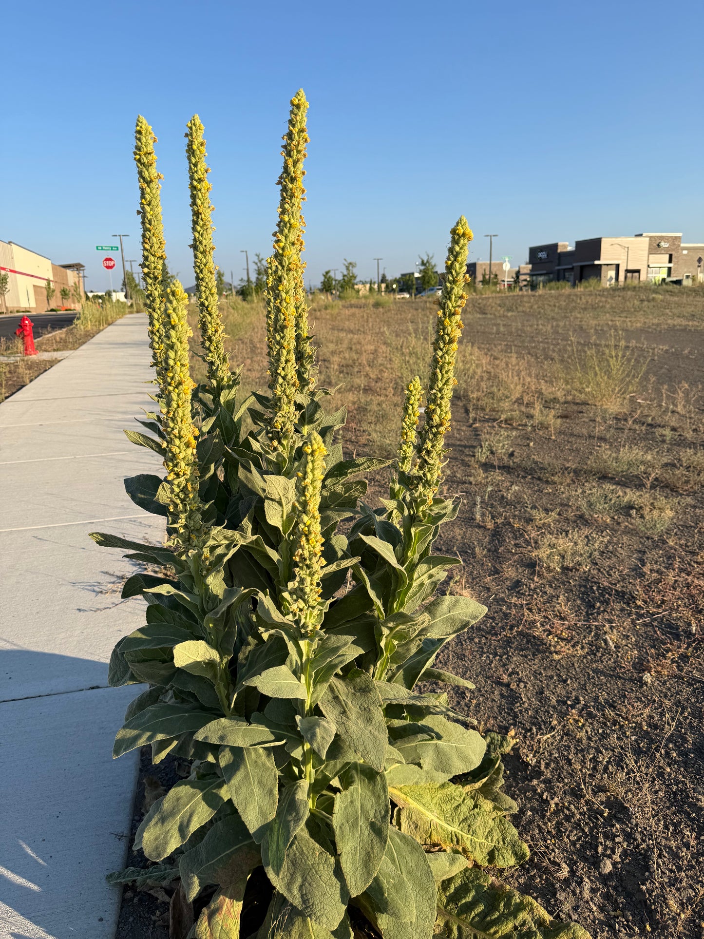 Mullein, Mullein Everywhere! Not Just a Pesky Weed
