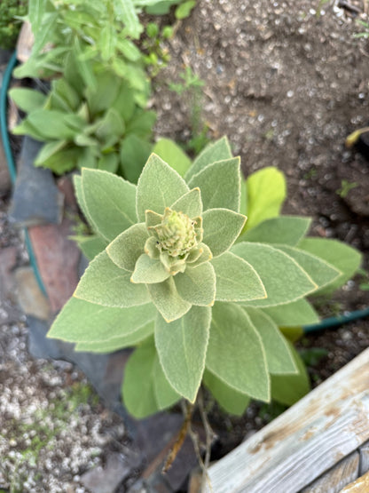 Mullein, Mullein Everywhere! Not Just a Pesky Weed