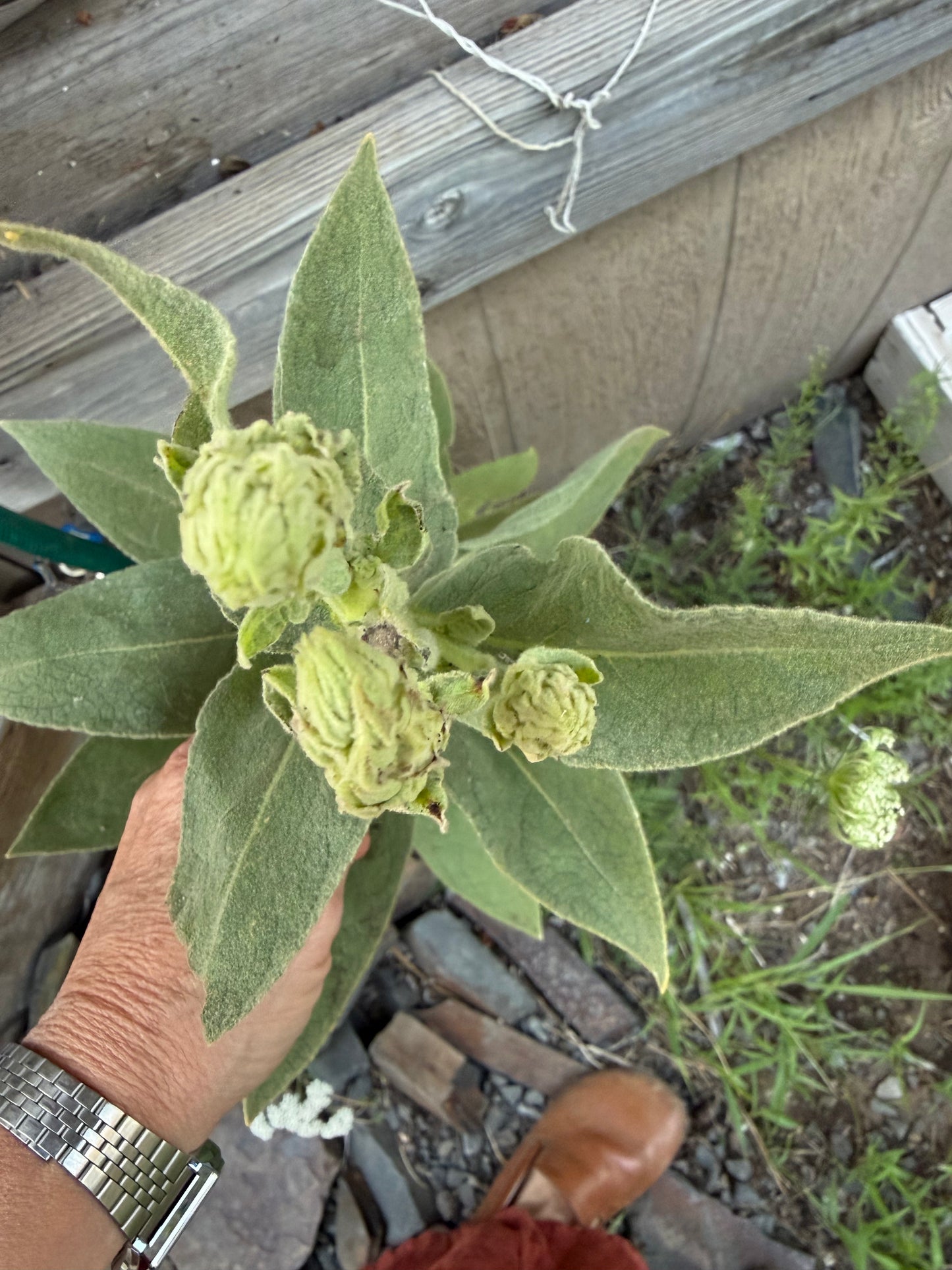 Mullein, Mullein Everywhere! Not Just a Pesky Weed