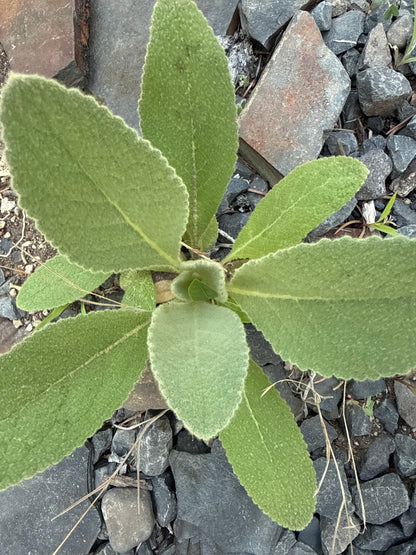 Mullein, Mullein Everywhere! Not Just a Pesky Weed