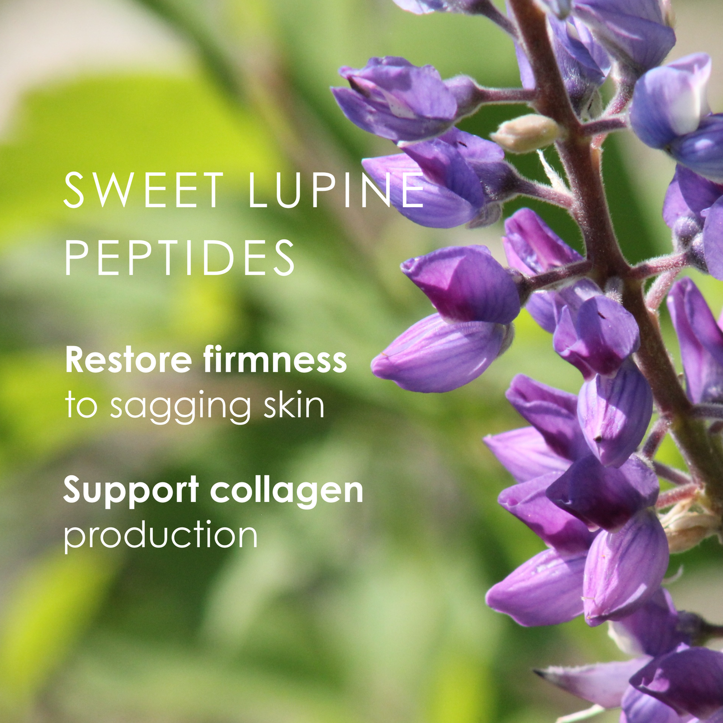Sweet Lupine Vit C, A & E Brightening Firming Serum