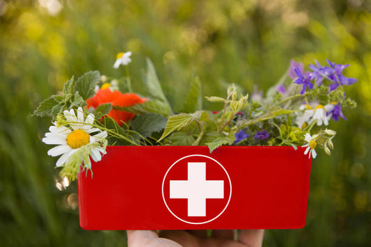 Herbal First Aid 101: Tending with Plants