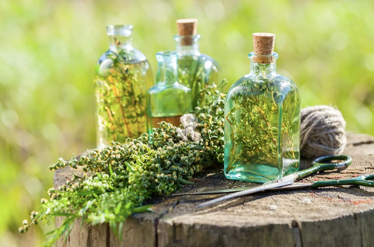 Herbal Medicine Making Fall Series: Infused Oils w/Dr. Ashley
