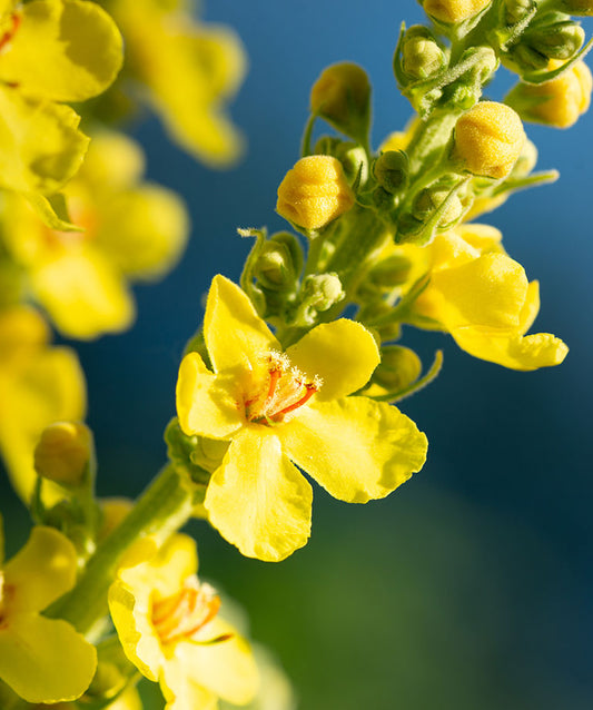 Mullein, Mullein Everywhere! Not Just a Pesky Weed