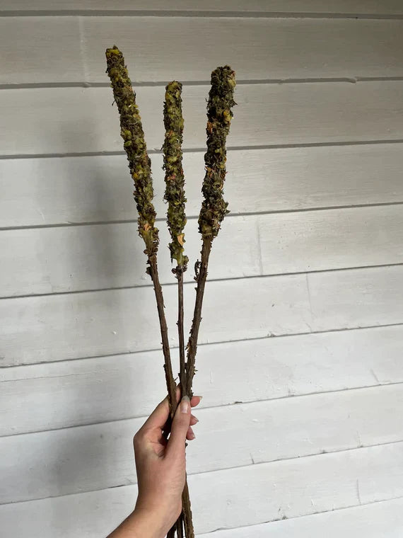 Samhain Mullein Torch Workshop