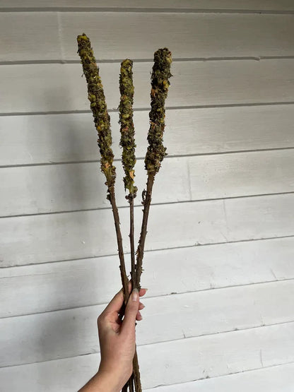 Samhain Mullein Torch Workshop