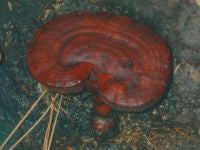Reishi Mushroom Extract Powder